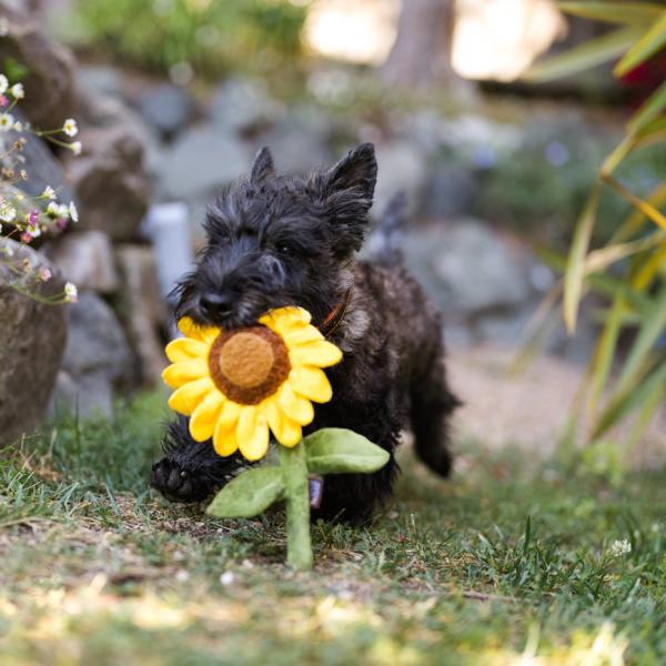 P.L.A.Y. Sassy Sunflower