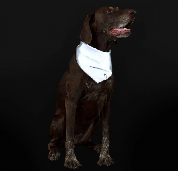 RC Reflective Bandana