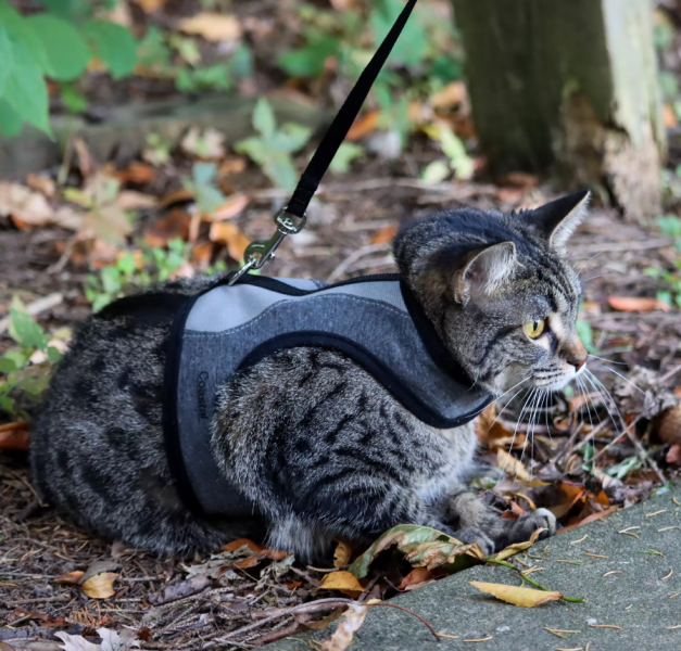Cat Wrap Medium Harness w/ Leash with Cat