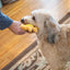 ThoozyPet Sun Plush Dog Toy 8"
