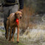 Ruffwear The Beacon Light