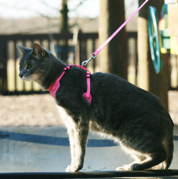 Mesh Cat Harness & Leash