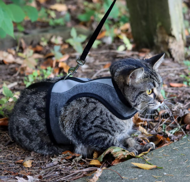 Cat Wrap Medium Harness w/ Leash