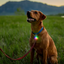 Nite Ize SpotLit Rechargeable Collar Light Jewel