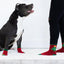 Pearhead Human and Dog Sock Set Holiday Tree