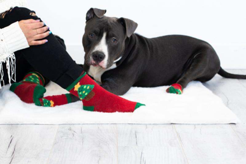 Pearhead Human and Dog Sock Set Holiday Tree
