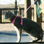 Mesh Cat Harness & Leash Pink