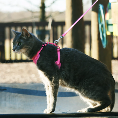 Mesh Cat Harness & Leash Pink
