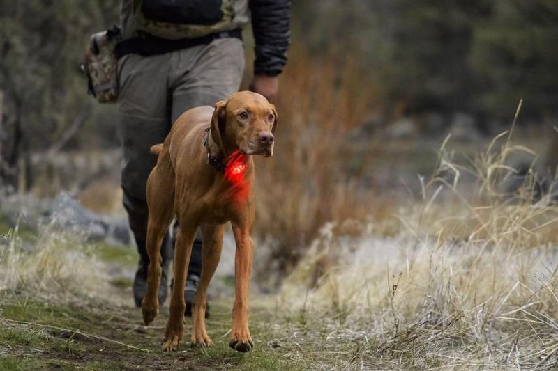 Ruffwear The Beacon Light