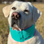 Baydog Arctic Bay Cooling Collar