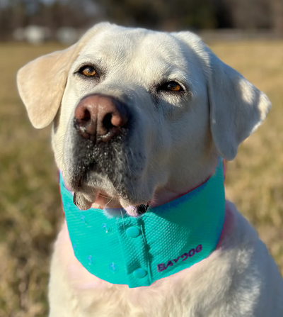 Baydog Arctic Bay Cooling Collar