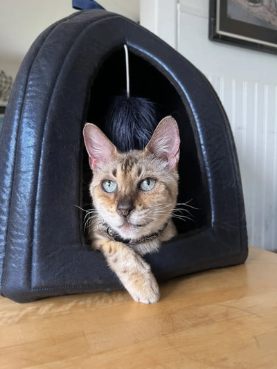 Doris Bizarro The Poison Woods Cat Bed